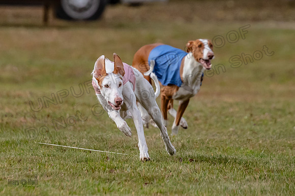 Finals Fch 2 Beastie Willow Ginny-3174
