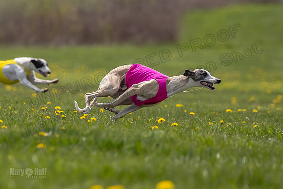 Finals Specials B2 PeteySue Frankie Rush-4630