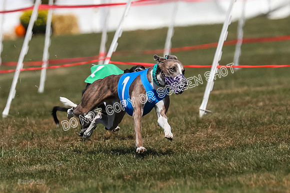 Prg 3, Race 10, Blitz Moonstruck Fortuna Tipa-2181