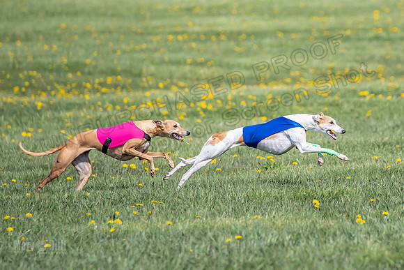 1Prelims Specials A4 Whisper Indy Crescent-1291