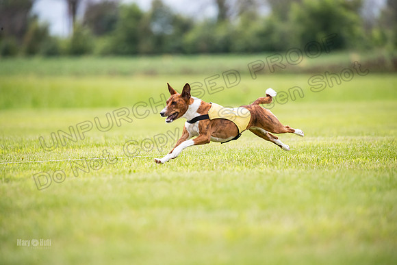 Finals Basenji-1419