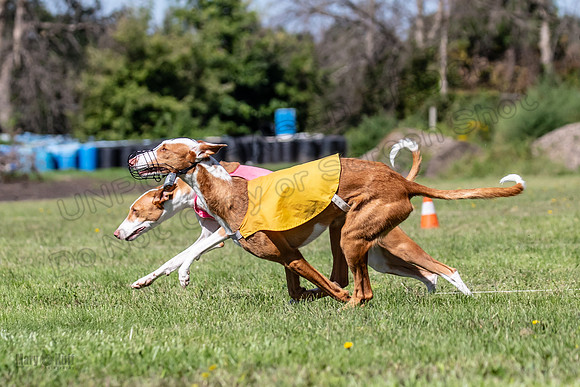 Prelims Fch 2 Pennie Beastie-5532