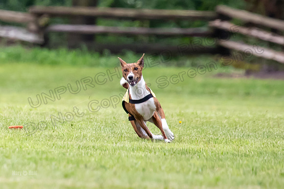 Finals Basenji-1404