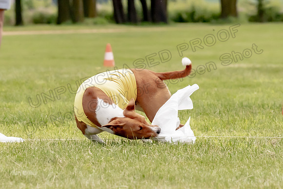 Finals Basenji-1367