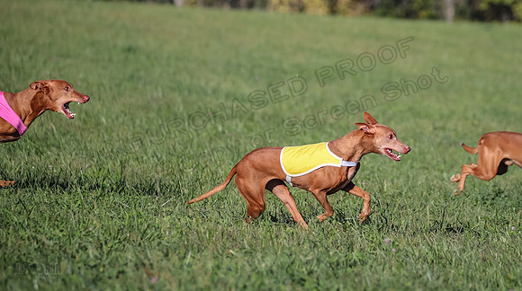 1 Prelims Vet 1 Precious Cayper Copper-4311