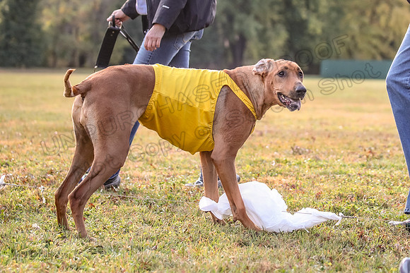 1 Prelims Vet Libby Xena-0422