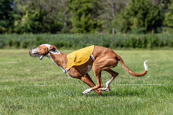 Prelims Fch 2 Pennie Beastie-5542