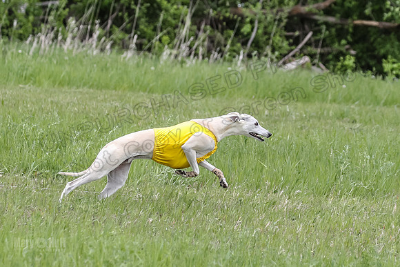 Finals Owain-8612