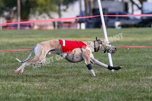 Prg 1, race 1, Arrow Blitz Rosie Floyd-0573