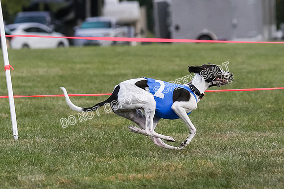 Prg 1, race 7, Cutter Dazzle Mika Rory-0728