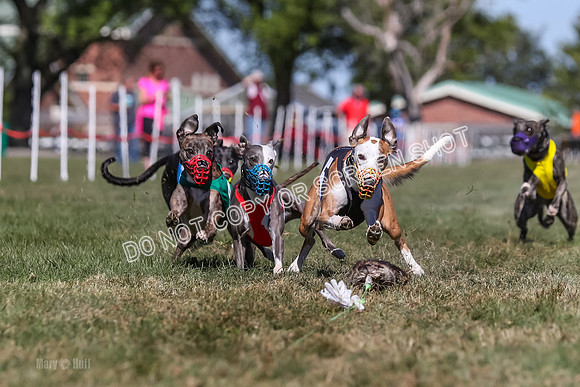 Prg 4, Race 4, Elia Zivah Moki Sansa Patsy-0165