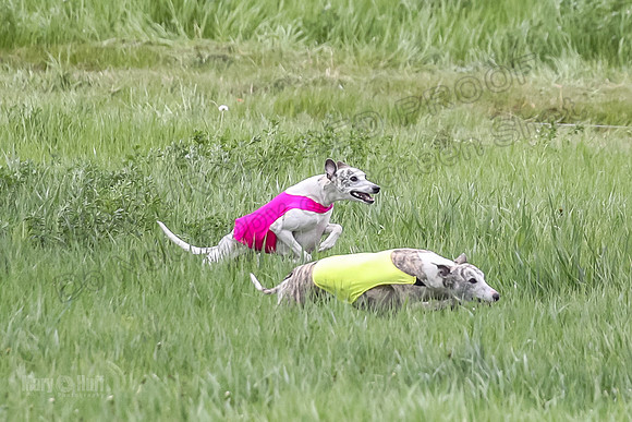 1 Prelims Open 3 Sydney Spanx Frankie-8226