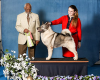 Elkhound 2020-1175