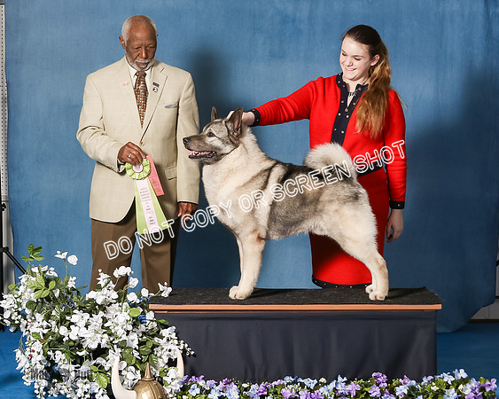 Elkhound 2020-1175