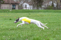Finals Whippet Specials-4722