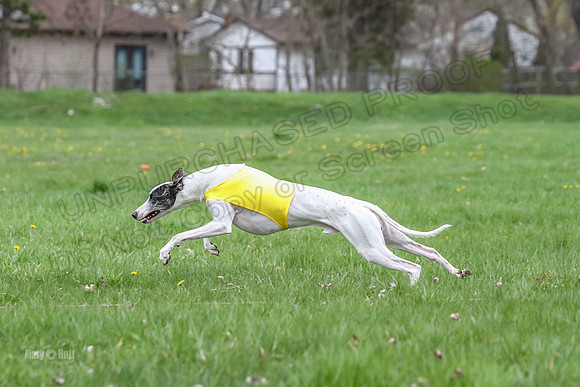 Finals Whippet Specials-4722