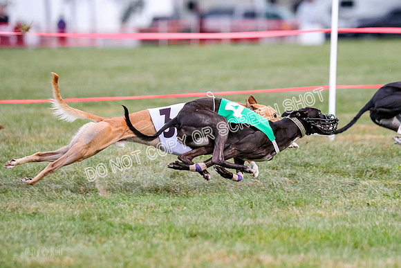 Prg 1, Race 16, Carl Maybe Bookie Sealli-0985