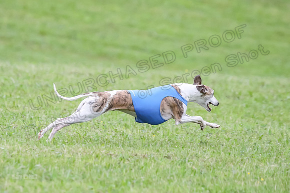 Prelim Open C2, Sparky Strummer Squiggle-8663
