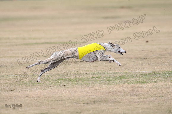 1Prelim Open 3 Eggsy Trixie Treble-3060