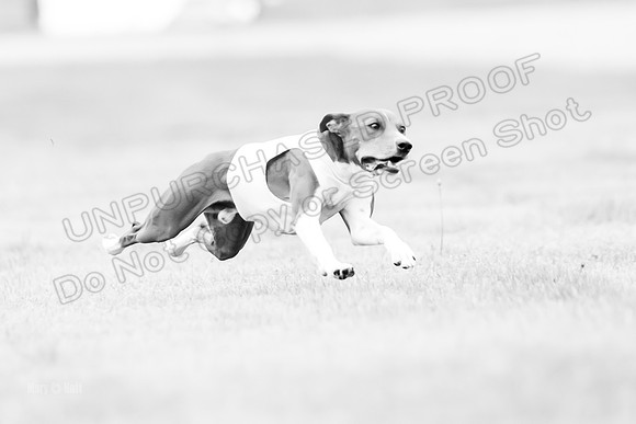 Prelims Rye-0968-2