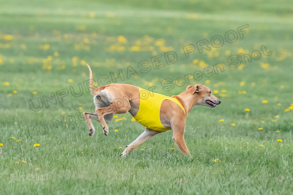 1 Prelim Open E3 EllieMae Misty-6616