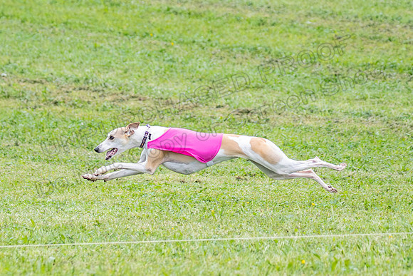 Prelims Open A3, Chaser Flower Audrey-3316