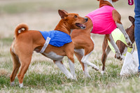 Basenji Color