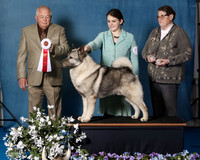 Elkhound 2020-1055