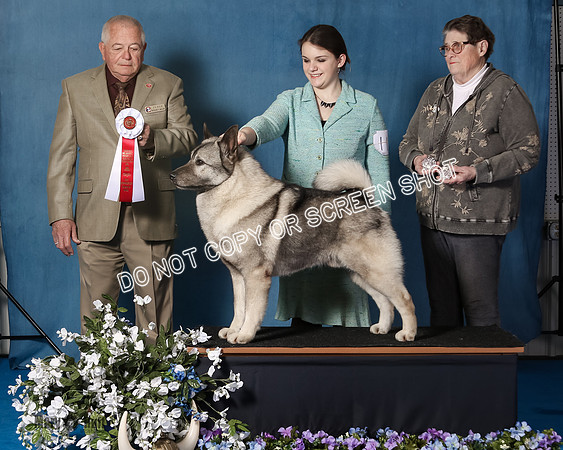 Elkhound 2020-1055