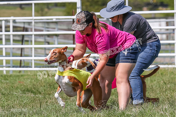 Prelim, Veteran 2, Dawn, Diva-8861