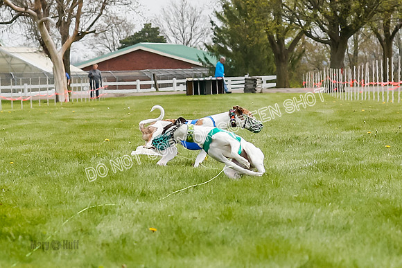 WRA, Prg 2, Race 1, Puppy, Gnochhi Sprig-8556