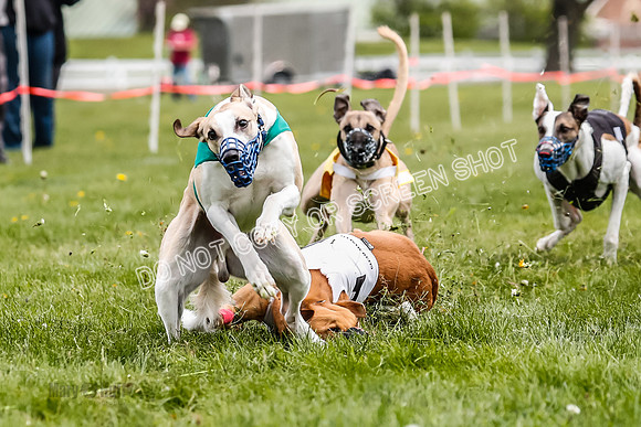 WRA, Prg 2, Race 12, Bookie Joplin Rogue Chase Jigsaw Rum-9069