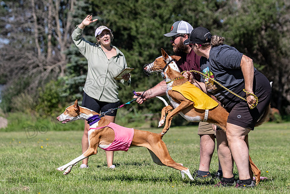 Prelims Fch 2 Pennie Beastie-5520