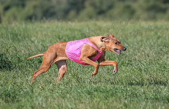 1 Prelims Vet 2 Xena Libby-5302