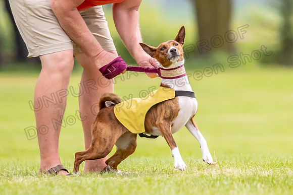 Finals Basenji-1388