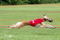 Saluki