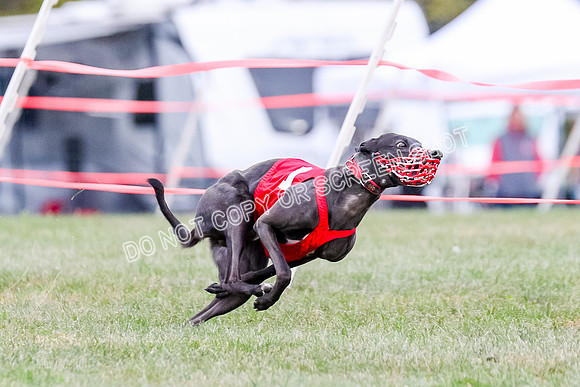 Prg 1, Race 16, Carl Maybe Bookie Sealli-0968
