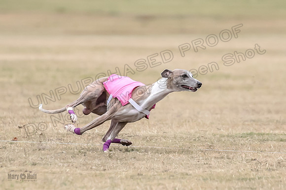 1Prelim Open 4 Kashi Rigel-3068