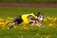 Whippet