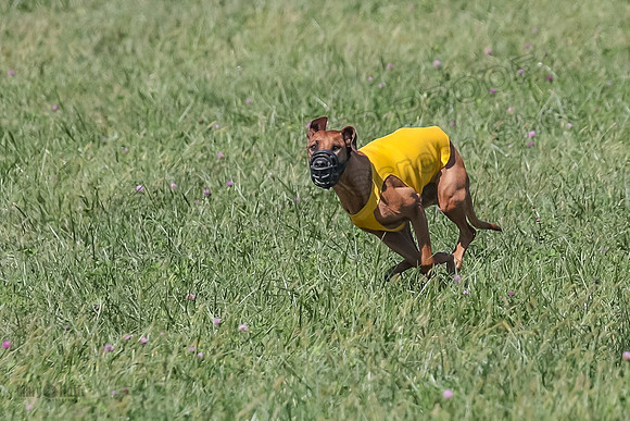 2 Finals Vet 2 Erzulie Libby-8162
