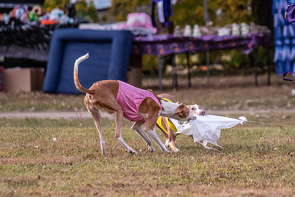 Finals Vet Izzy Thea-3331