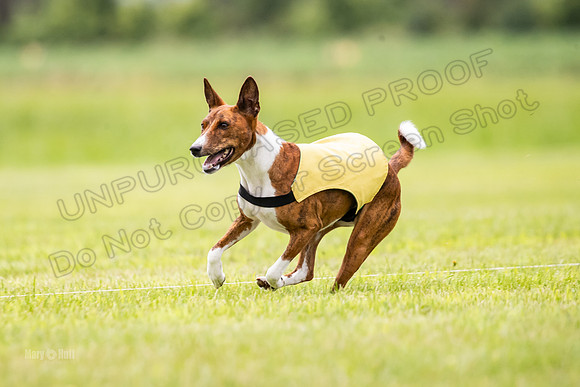Finals Basenji-1422
