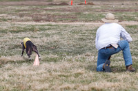 Whippet Color