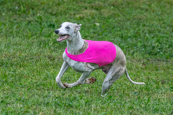 Prelims Open A2, Poppy Mateo Misty-3206