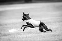 Prelims Willow-1091