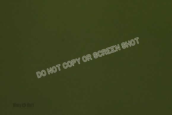 Cat Test 1-0232