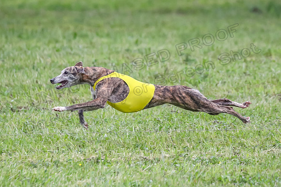 Prelim Open E3, Siren Martini Bee-9092