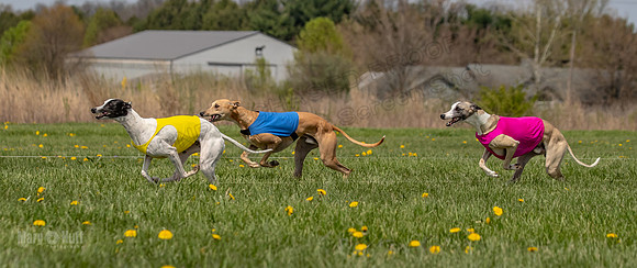 Finals Specials B2 PeteySue Frankie Rush-4611
