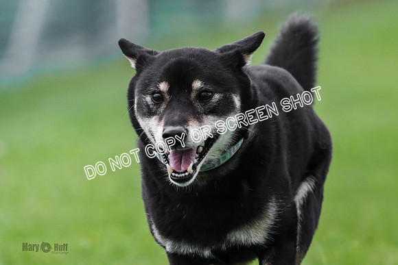 MCH71361