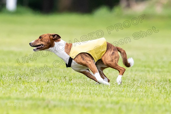 Finals Basenji-1406